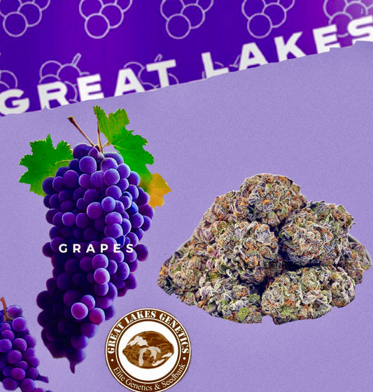 GREATLAKES GRAPES